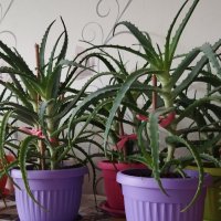 Лечебно Алое (Aloe Arborescens) над 3г., снимка 1 - Стайни растения - 34545609
