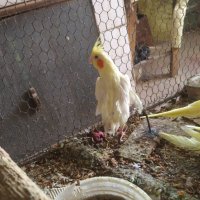 Продавам папагал мъжка корела, снимка 4 - Папагали - 42791212