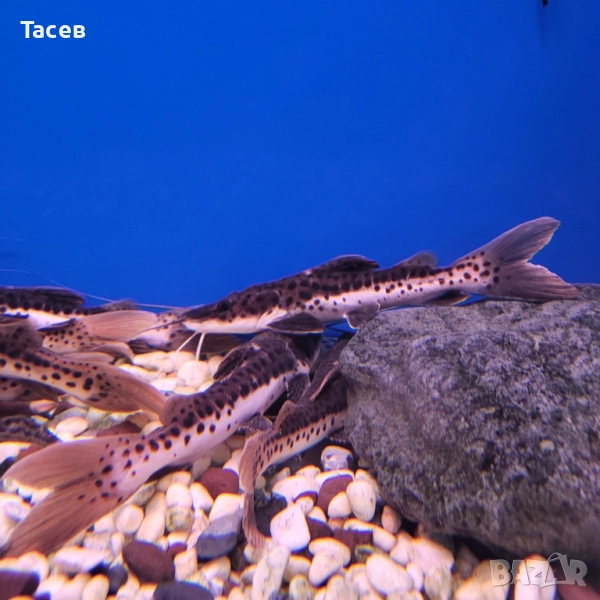 Хибрид червеноопашат с псевдоплатистома 12см, снимка 1