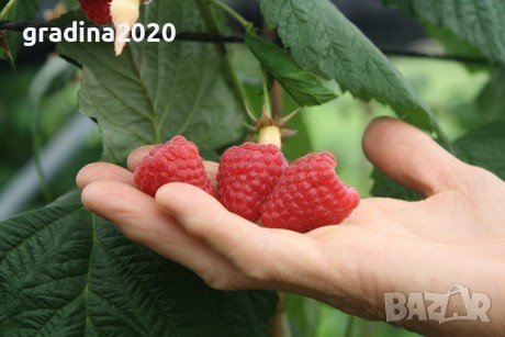 Налични 5 сорта малини , снимка 1