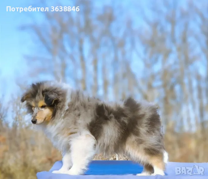 Шотландска овчарка(Коли), снимка 1