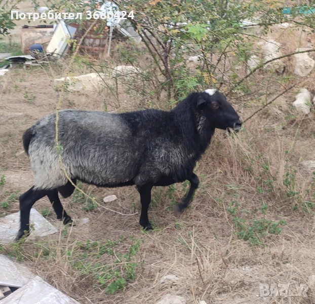 Романовски коч на 2 години , снимка 1