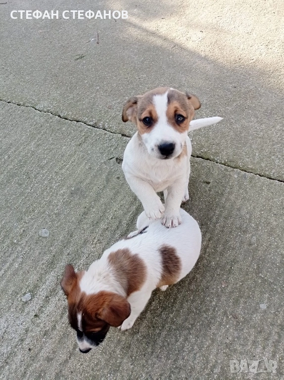 Джак Ръсел , снимка 1