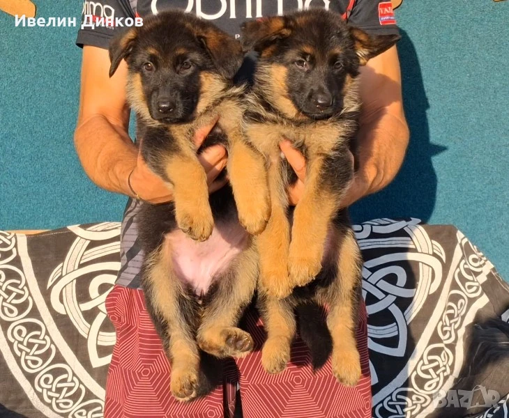 Развъдник за немска овчарка с родословие Бургас , снимка 1