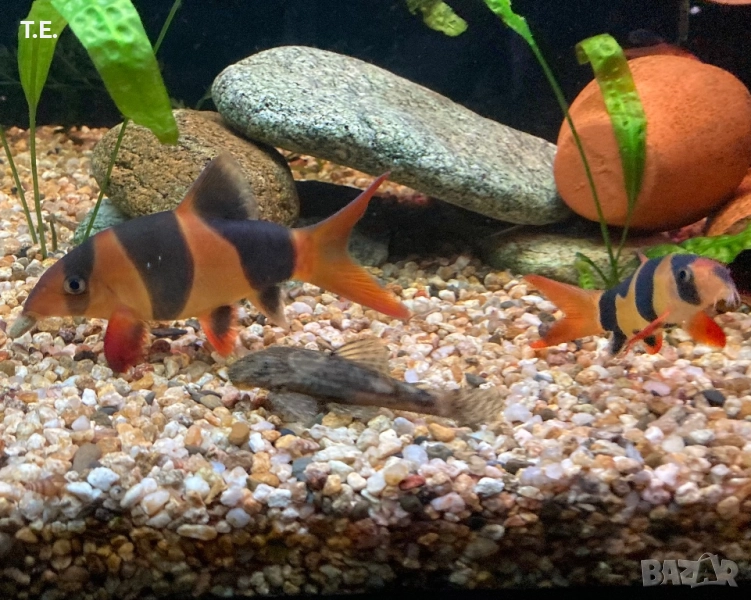 Двойка боции клоун, снимка 1