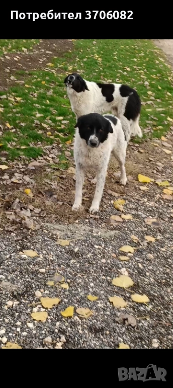 Продавам две мъжки каракачани на по година и половина стават за пазач , снимка 1