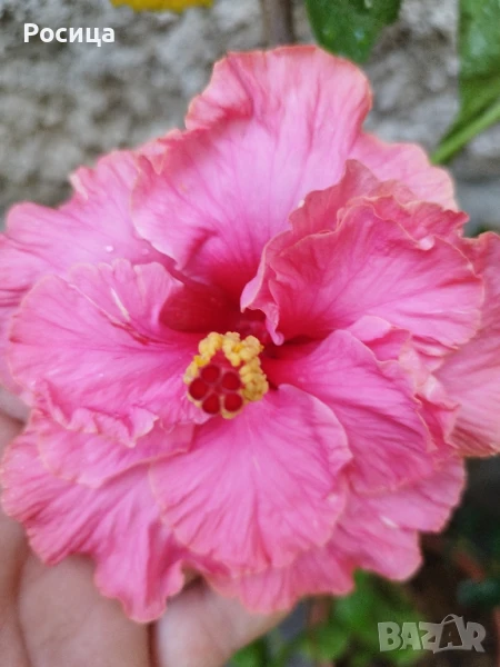 хибискус, снимка 1