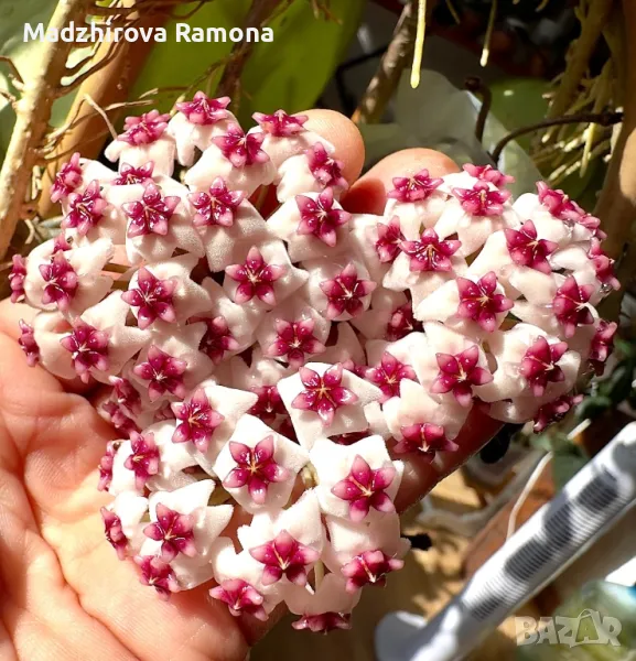 Hoya Obovata , снимка 1