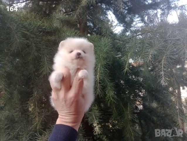 Бели мъжки и женски Померани. Реални снимки от 02.01.26 г. , снимка 4 - Померан - 52908974