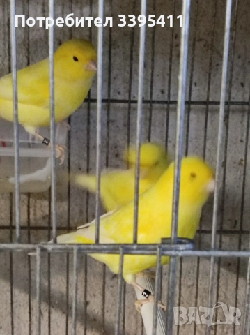 продавам цветни канари Жълти Червени Глостери и Венецуелски Скатии , снимка 6 - Канари - 52323560