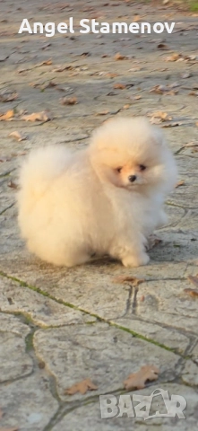 Померан,мини момченца с родословие!, снимка 4 - Померан - 52471328