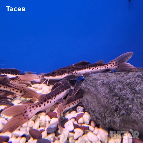 Хибрид червеноопашат с псевдоплатистома 12см