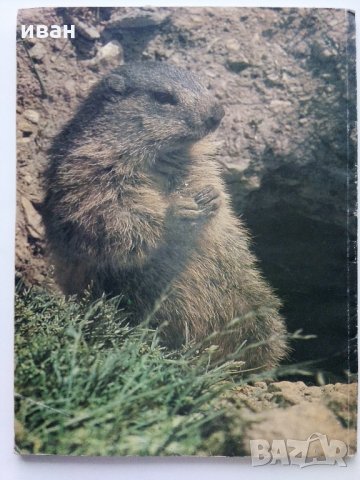 Комикс "Pifou", снимка 5 - Колекции - 31374575