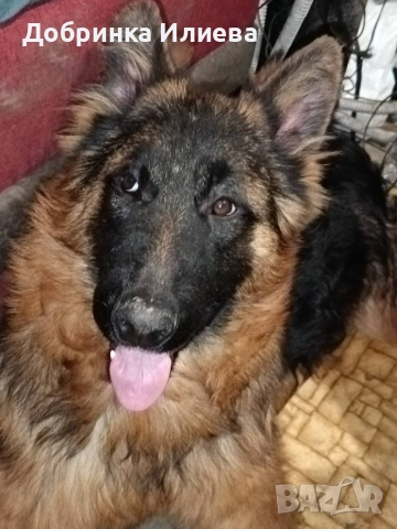 Продавам елитни немски овчарки, на 4 месеца, три ваксини, обезпаразитени., снимка 14 - Немска овчарка - 53387270