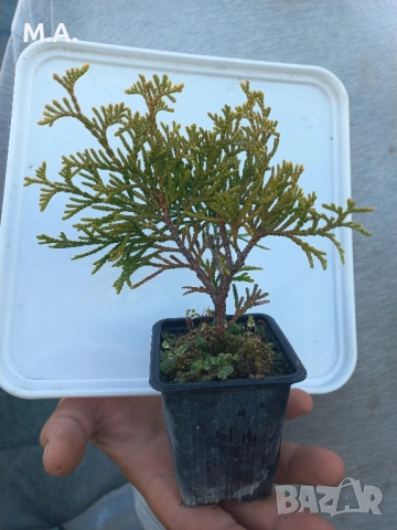 Вкоренен разсад на туя смарагд и др. вечнозелени растения, снимка 8 - Градински цветя и растения - 41822906