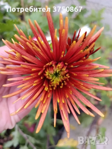 💜🌿🩷 Високостеблени хризантеми , снимка 15 - Градински цветя и растения - 52420302