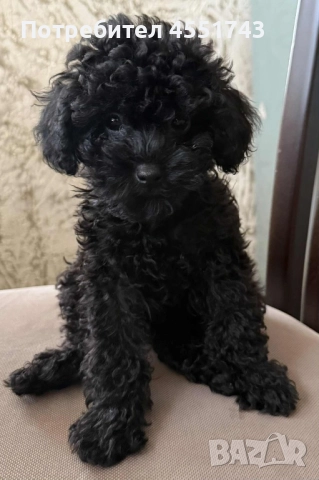 Той пудел, снимка 1