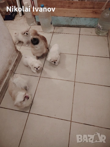 Пекинезчета бели мъжки на 2 месец, снимка 6 - Пекинез - 53939562