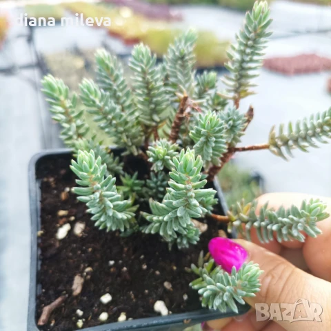 Седум „Син Смърч“, Sedum „Blue Spruce“, снимка 6 - Градински цветя и растения - 50843696