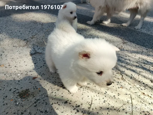 померан мини щпиц, снимка 8 - Померан - 56461325