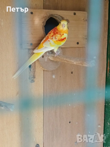 мъжки поен папагал на две години. , снимка 2 - Папагали - 54237582