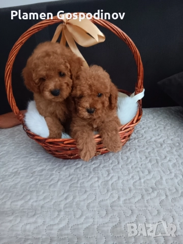 мини момченце и момиче, снимка 1