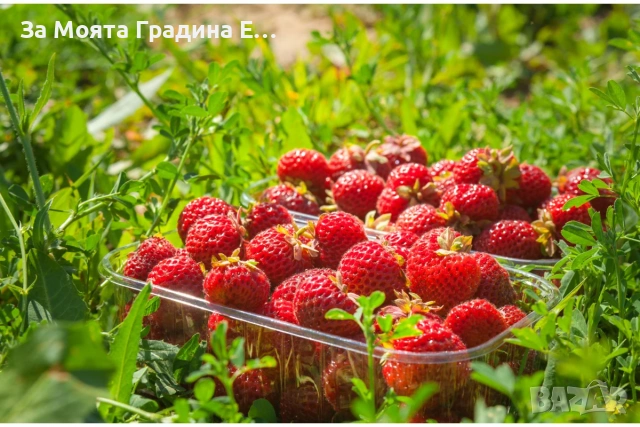 Ягода - Мице Шиндлер /Mieze Schindler, снимка 7 - Разсади - 54031955