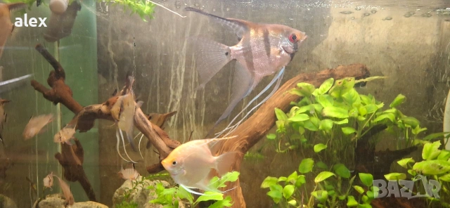 скаларии, снимка 2 - Рибки - 53266852