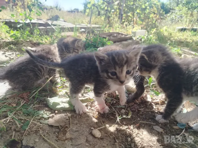5 сладки бебенца котенца, снимка 17 - Други - 56375049