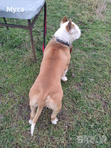 Мъжки амстаф , снимка 3 - Питбул - 54008065