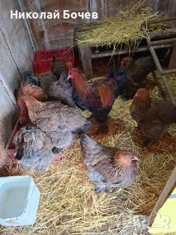 Яица за люпене от Кохен ,Брама,Орпингтон и Копринки, снимка 8 - други­ - 53056688