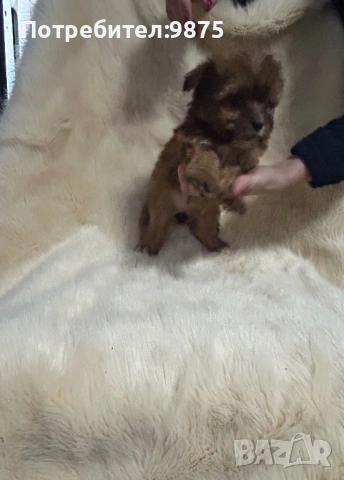 Продавам йоркита, снимка 6 - Йоркширски териер - 54015090