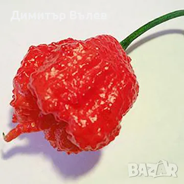 Каролина Рийпър – 2 200 000 SHU(тези цифри означават колко е люта чушката по скалата на Сковил 