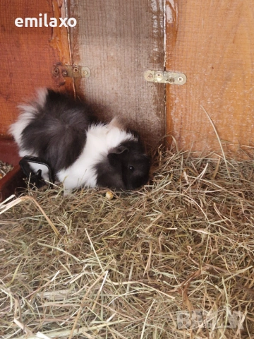 Продавам 2 мъжки морски свинчета., снимка 3 - Морски свинчета - 54148553