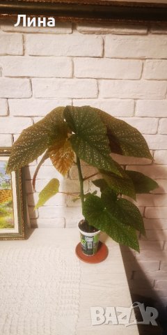 Бегония/ Begonia Corallina de lucerna/, снимка 4 - Стайни растения - 39376671