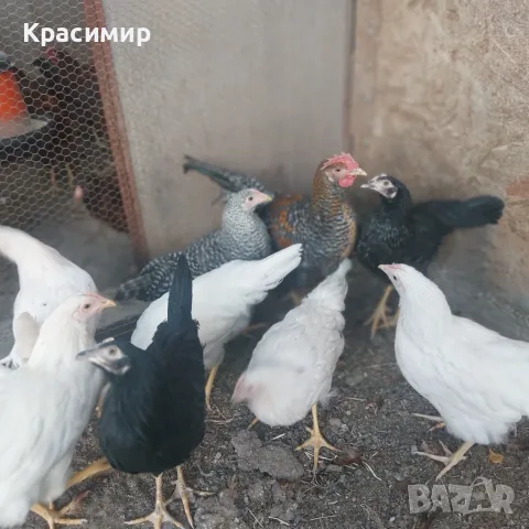 Ярки и петлета (селски), снимка 6 - Кокошки и пуйки - 56070860