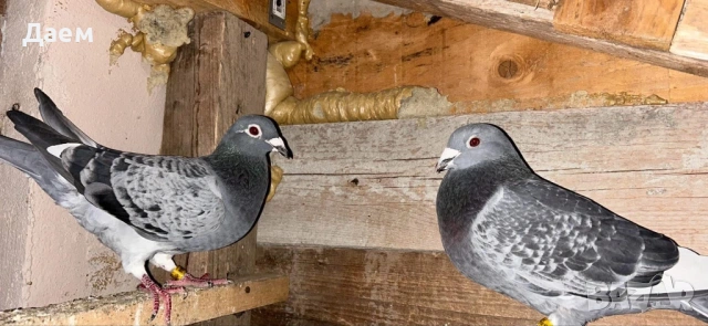 Спортни пощенски, снимка 5 - Гълъби - 53014235