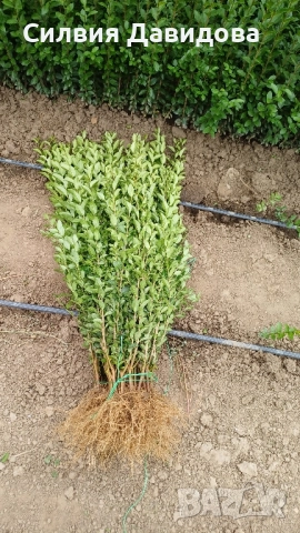 0.70 лв Лигуструм на корен, снимка 17 - Градински цветя и растения - 52023071