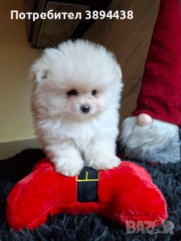 Померан женски, снимка 4 - Померан - 52693672