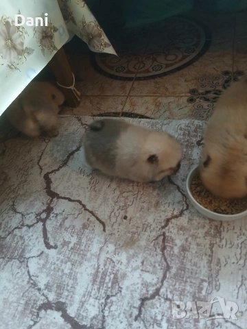 Mini pomeran, снимка 9 - Померан - 53295995