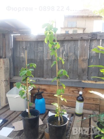 Лешник сорт - Римски и трабзонски, снимка 6 - Разсади - 42422672