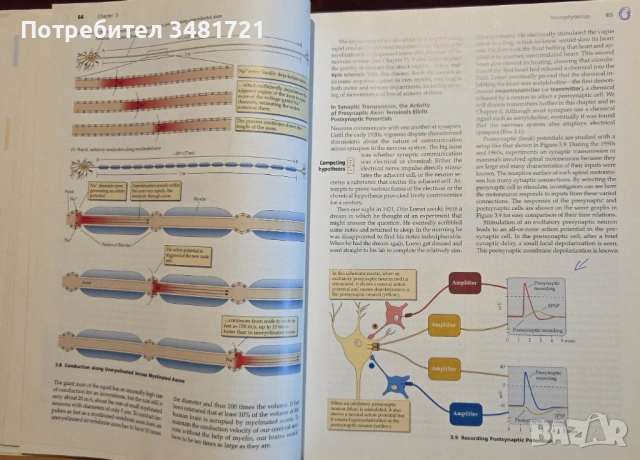 Biological Psychology. An Introduction to Behavioral, Cognitive and Clinical Neuroscience, снимка 10 - Специализирана литература - 53251130