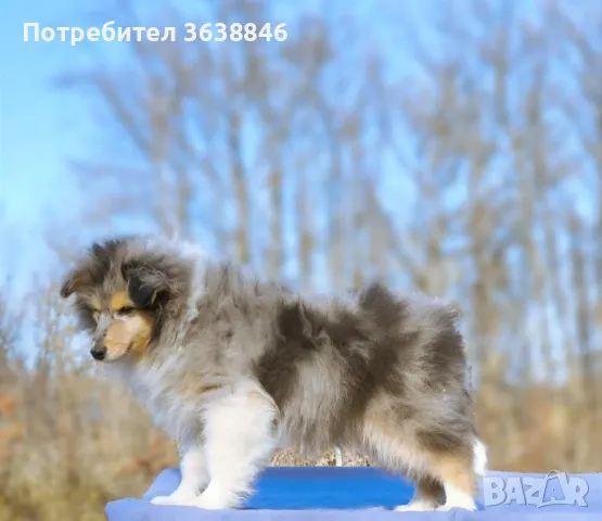 Шотландска овчарка(Коли)