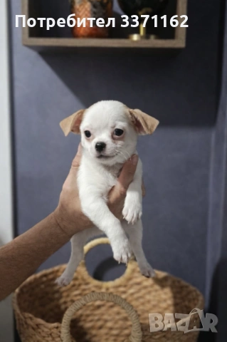  Момиче Чихуахуа, снимка 3 - Чихуахуа - 53372643