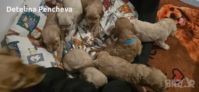 Чистокръвни Кокер шпаньол , снимка 4 - Кокер шпаньол - 55779559