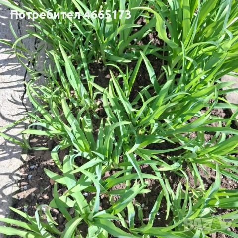 Хеморокалис  Градинско Цвете, снимка 6 - Градински цветя и растения - 54110783