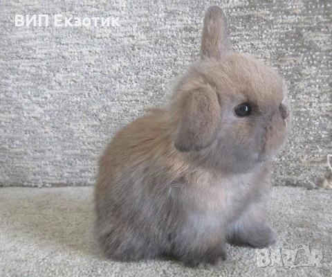 ПРОДАВА МИНИ ЗАЙЧЕТА, снимка 3 - Декоративни зайчета - 13246306