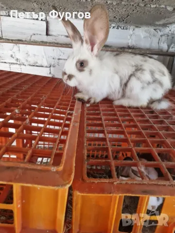 Продавам  3бр.    женски  зайци