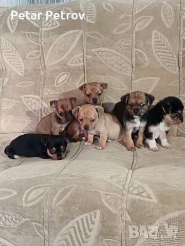 Мини пинчер чихуахуа, снимка 4 - Чихуахуа - 52816462