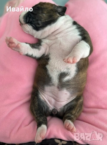 Американски Стафордширски Териер, снимка 8 - Американски стафордширски териер - 54329768